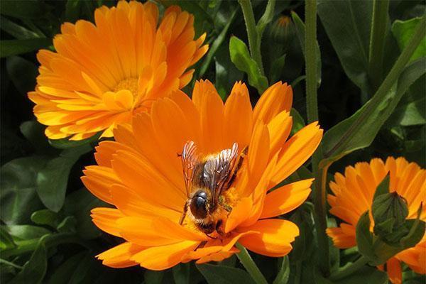 calendula heeft geneeskrachtige eigenschappen