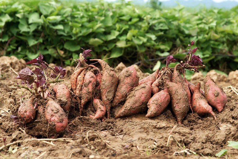 overzeese knolgewas zoete aardappel