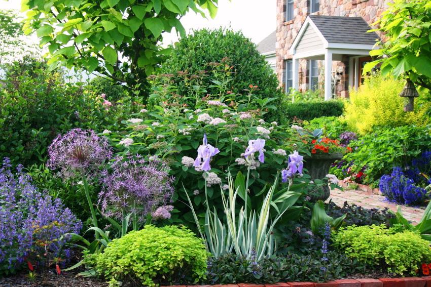 wat te planten in het land om niet voor te zorgen?