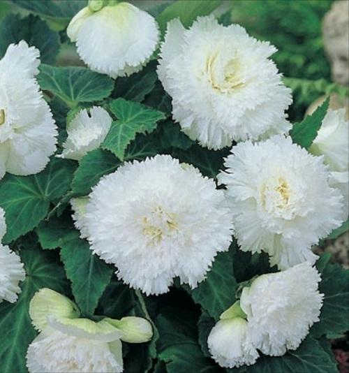 witte begonia fimbriata