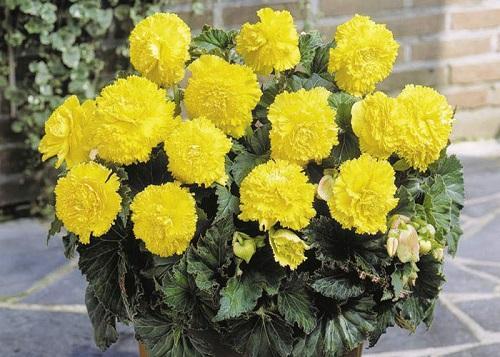 gele begonia fimbriata