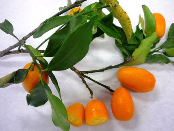 gezonde en lekkere kumquat