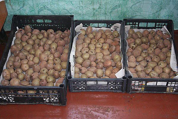 aardappelen voorbereiden voor het planten