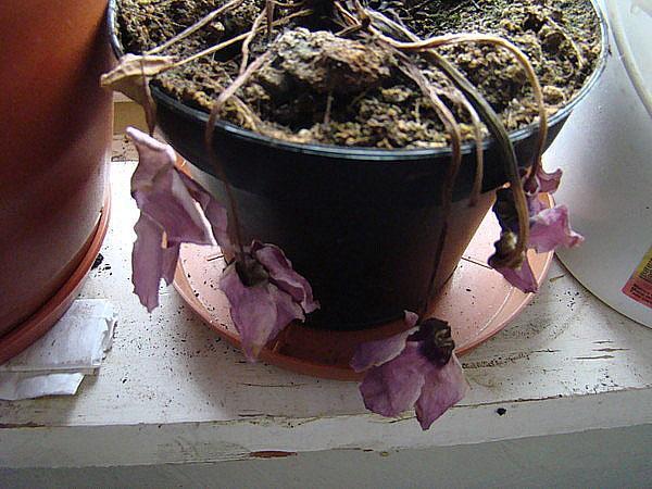 cyclamen na de baai