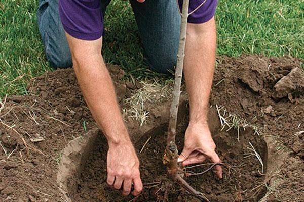 vogelkers planten