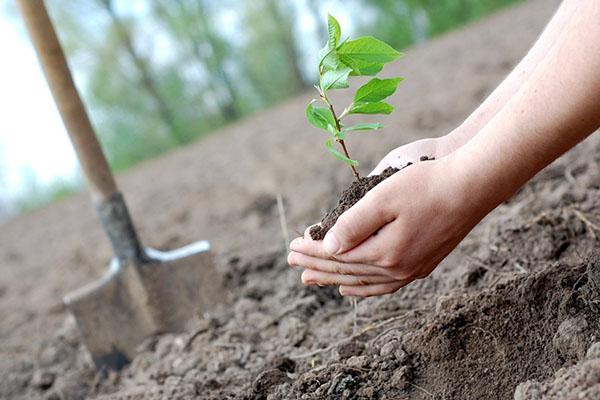 vogelkers planten in het voorjaar