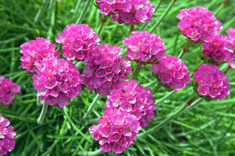 bloeiwijzen van armeria