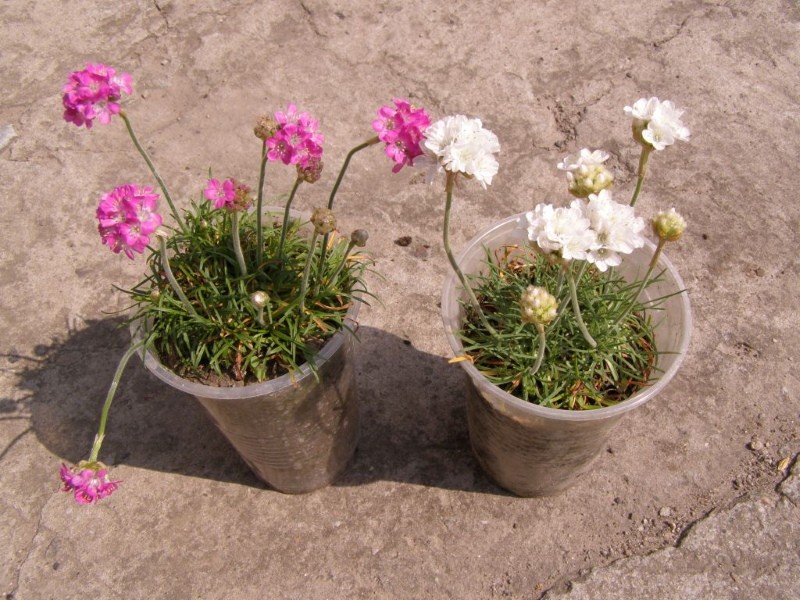 jonge boompjes van Armeria