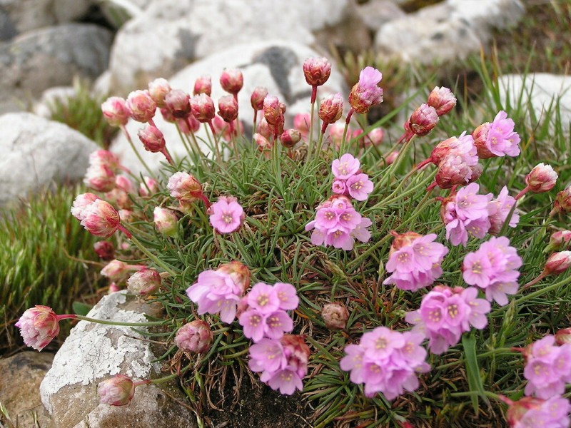 armeria planten en verzorgen foto's van planten