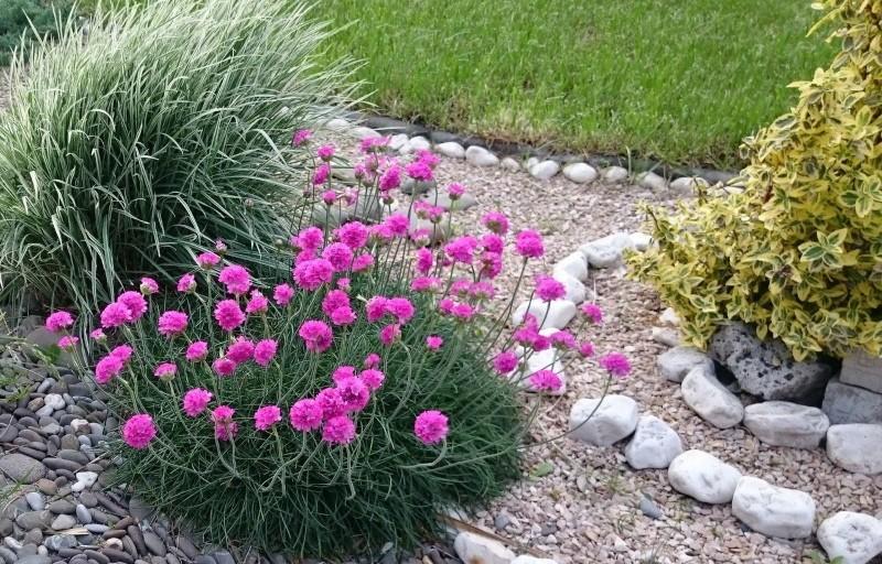 armeria kustlanding en zorgfoto's