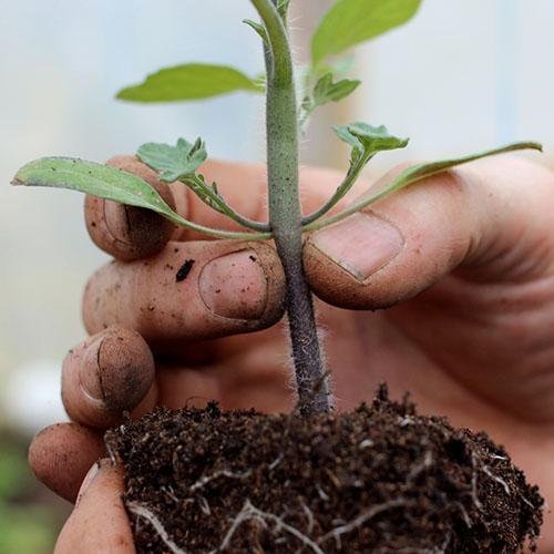 zorg voor geplante tomatenzaailingen