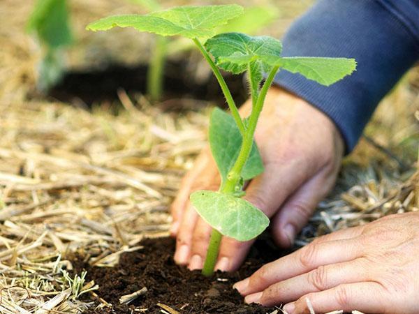 zaailingen van komkommers planten