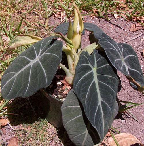 Alocasia cvijet crni kaput