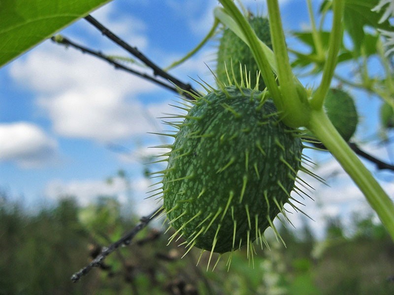 bodljikavo voće puzavac echinocystis