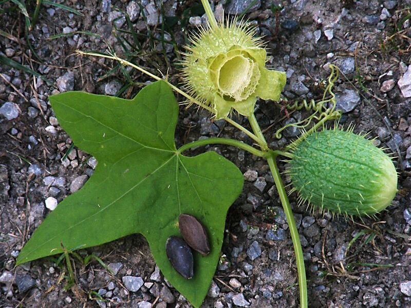 sjemenke echinocystis