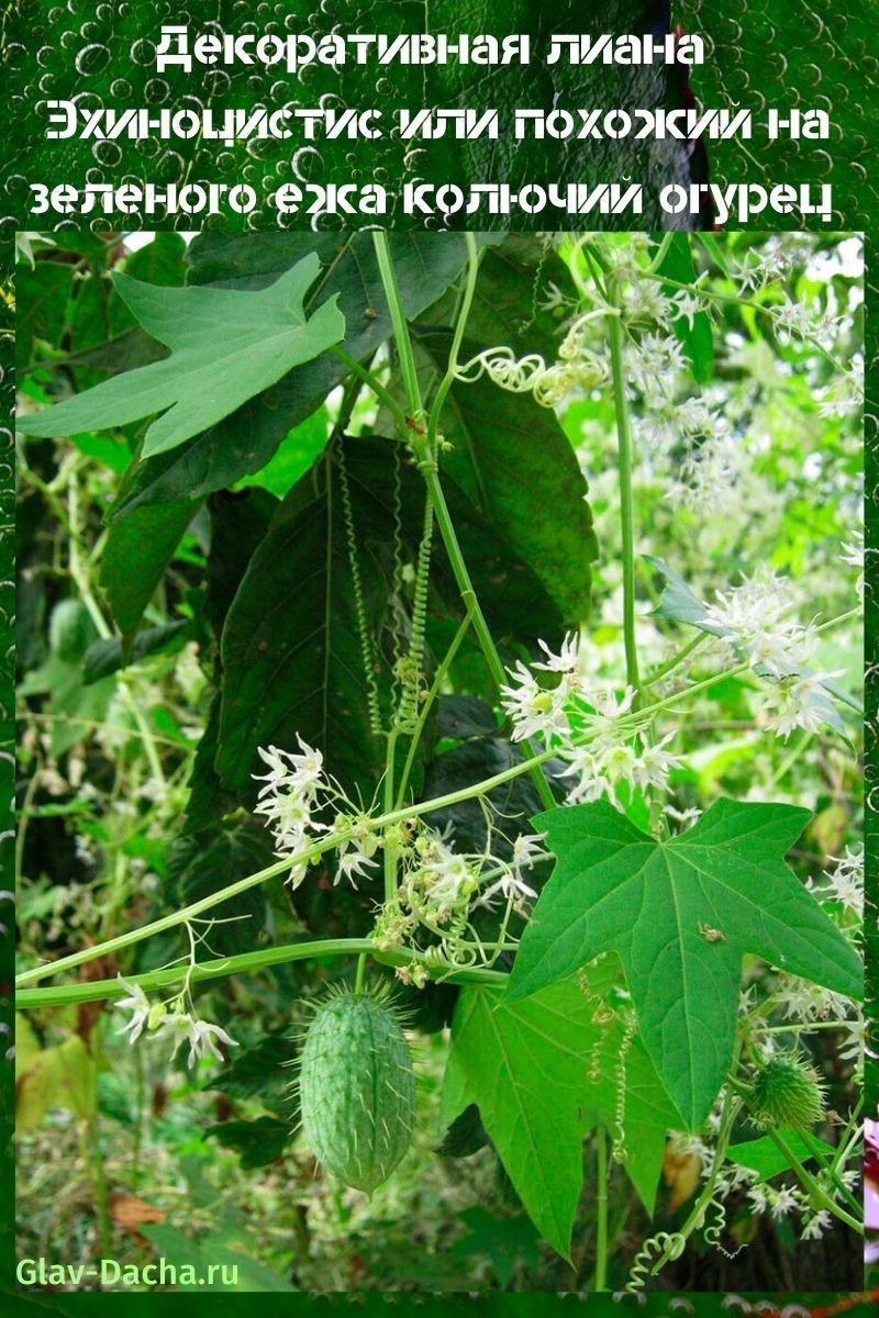 liana echinocystis