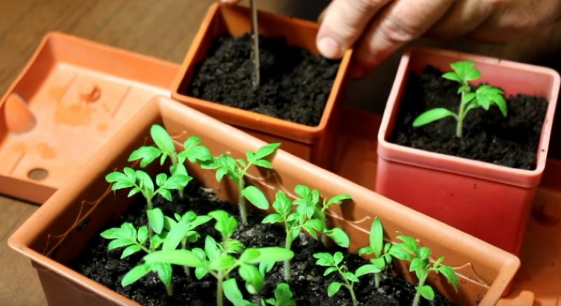 wanneer tomaten duiken?