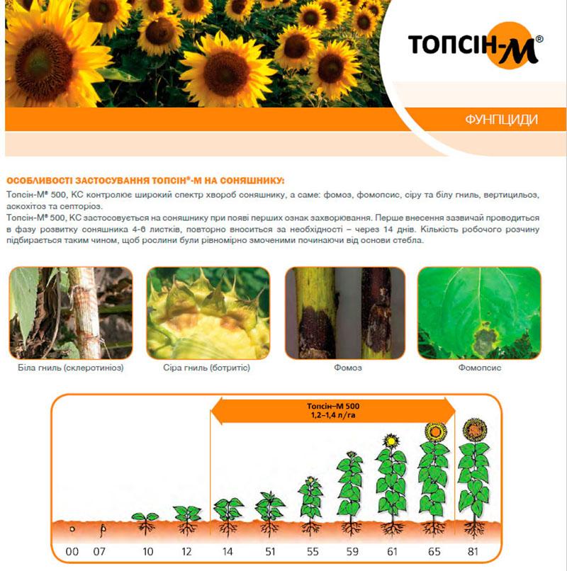 applicatiefuncties op zonnebloem