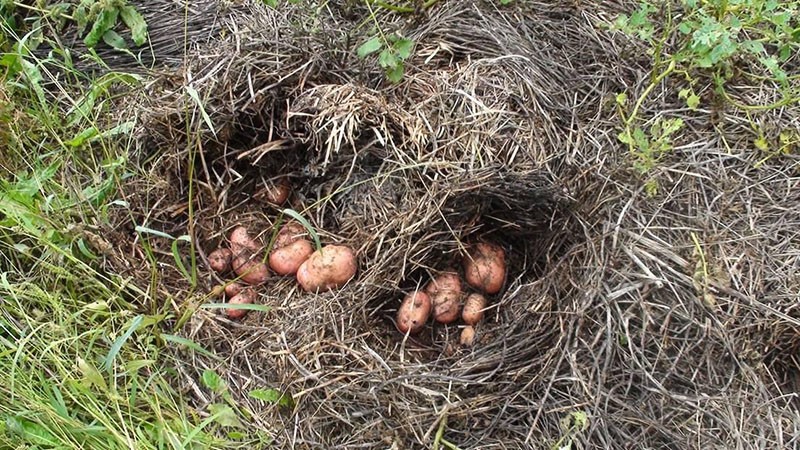 aardappelen kweken onder stro