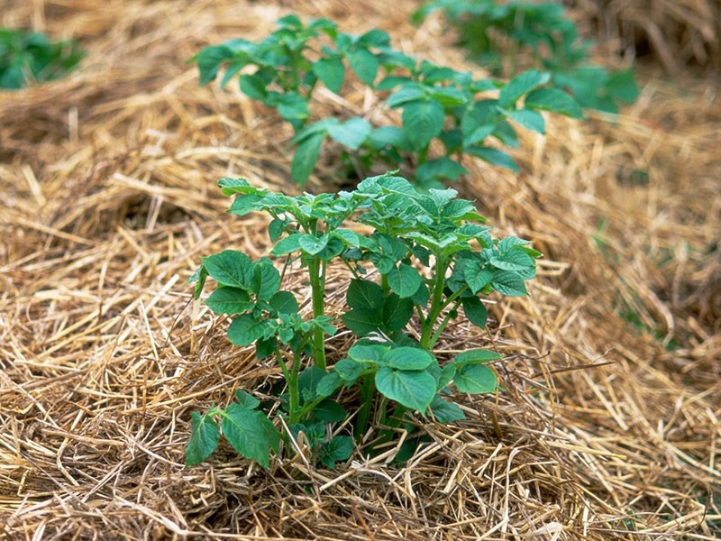 stro gebruiken in de tuin