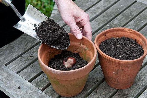 planten in een pot