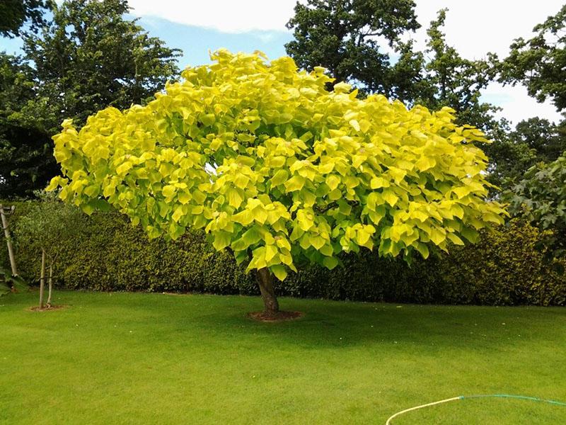 catalpa eivormig