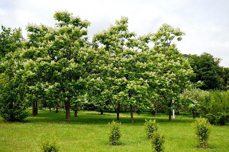 Catalpa-boom: thuis planten en verzorgen