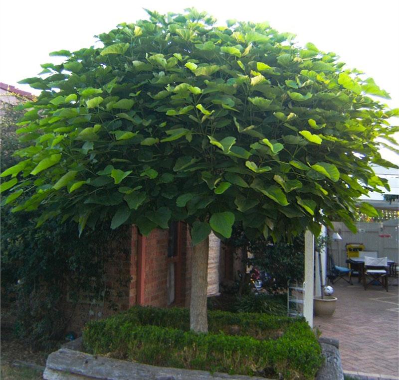 landingsplaats catalpa