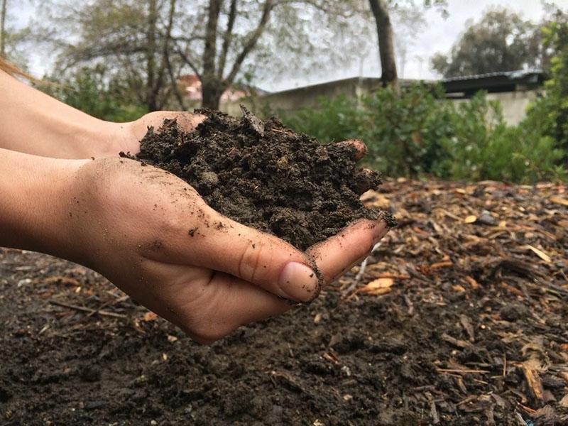 voedingsbodem voor catalpa