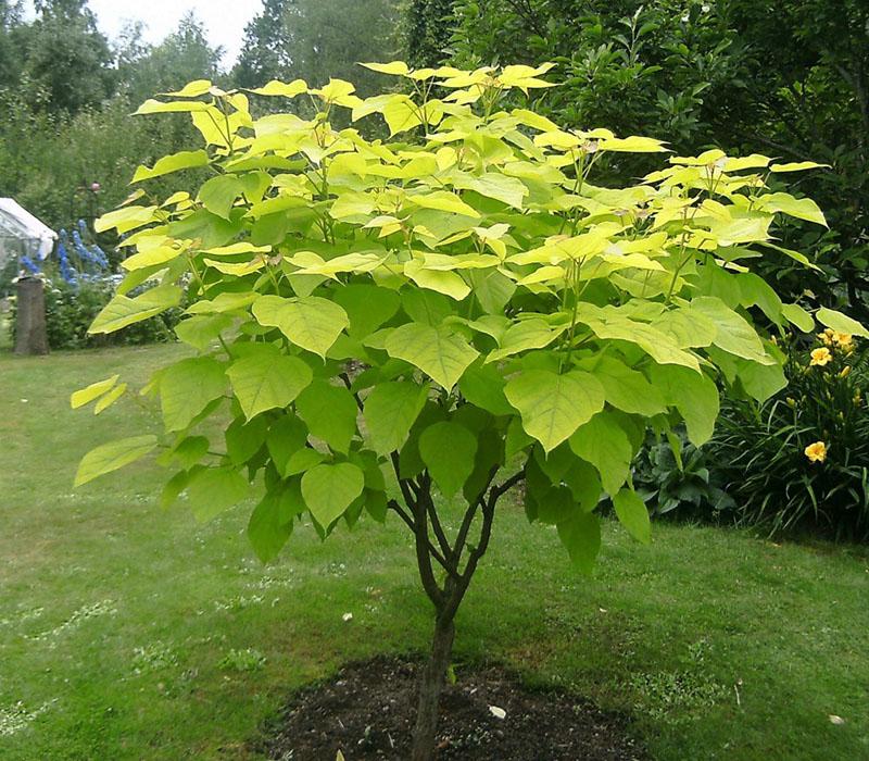 jonge catalpa boom