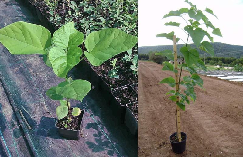 Catalpa boom planten en verzorgen van zaailingen