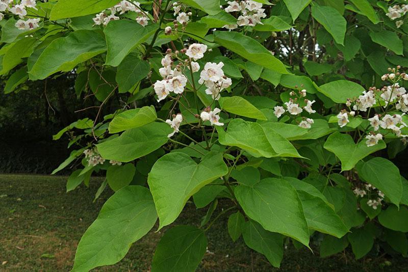 boeketten van catalpa