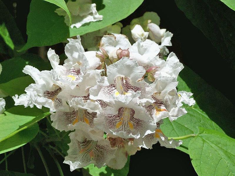 eerste bloei van catalpa