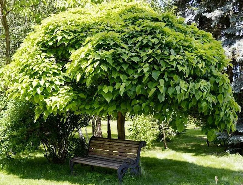 Catalpa boom planten en verzorgen in hun zomerhuisje