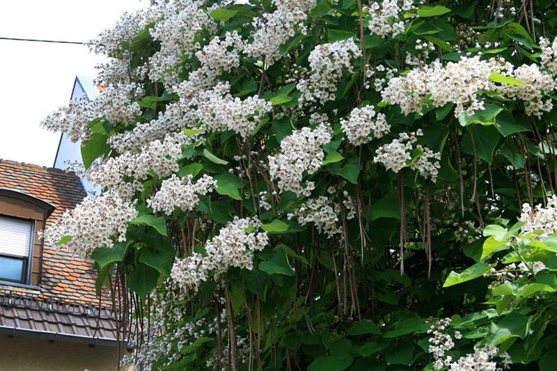 Catalpa bignoniform