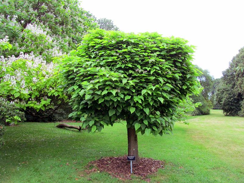 catalpa nana