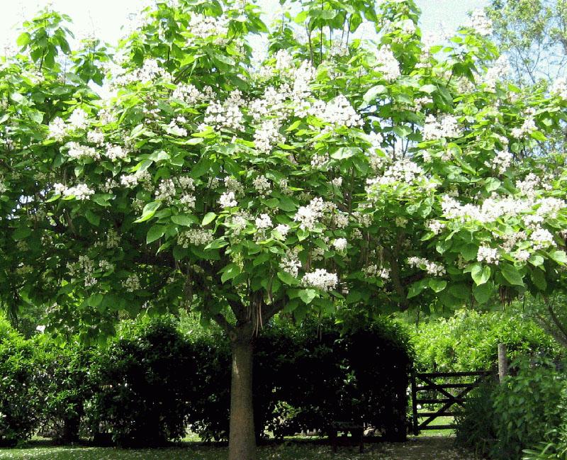 mooie catalpa