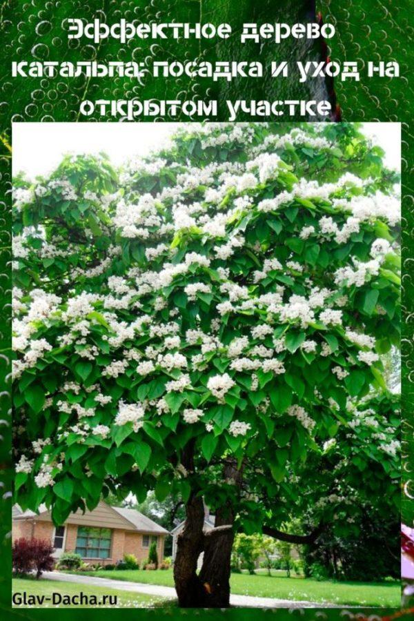 Catalpa boom planten en verzorgen