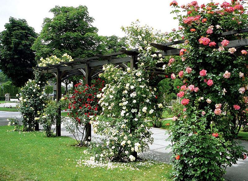 klimrozen op een pergola