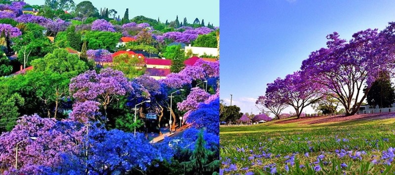 jacaranda in de natuur