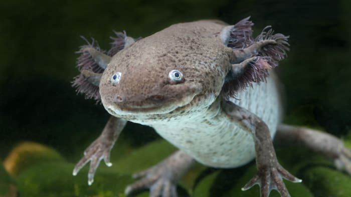 נקבת אקסולוטל פראית (Ambystoma mexicanum). סלמנדרות אלו נמצאות בשימוש נרחב במעבדות מחקר ברחבי העולם, לא מעט בשל העובדה שיש להן פוטנציאל התחדשות מדהים. בבית הגידול שלהם, הם מאוימים על הכחדה.