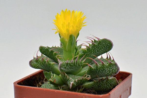 lijepa faucaria