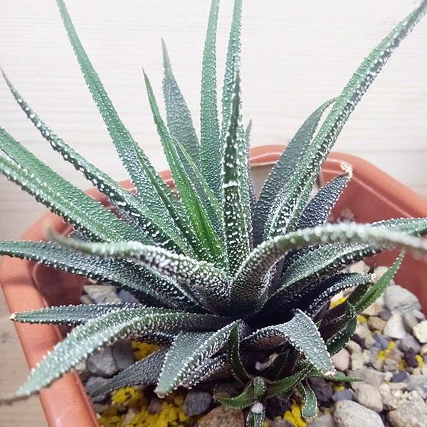 haworthia biser