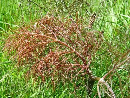 Fusarium verwelking van dilleplanten