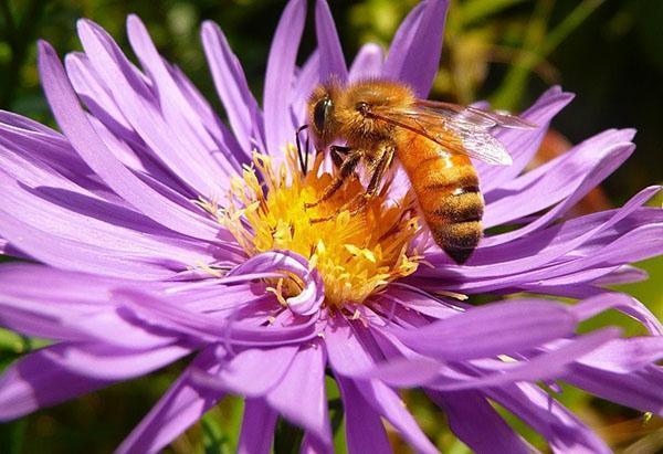 Talijanska pasmina medonosnih pčela (Apis mellifera liqustica)