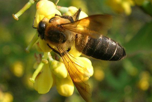 Himalajska planinska divovska pčela Apis dorsata Laboriosa