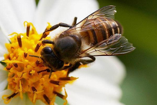 Kineska voštana pčela ili Apis cerana.