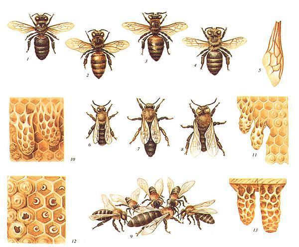 Pasmine pčela - siva planinska kavkaska, žuta kavkaska, talijanska, karpatska