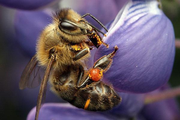 Tamnoeuropska ili srednjoruska pasmina pčela (Apis mellifera mellifera)