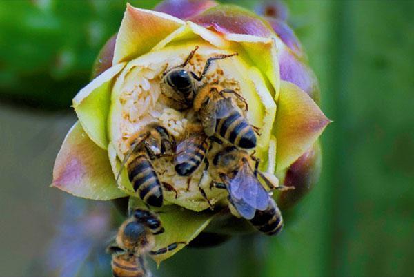 Siva planinska kavkaska pasmina pčela (Apis mellifera caucasica)